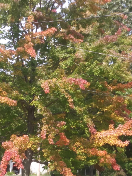 Leaves changing colors in Hiram-Mantua